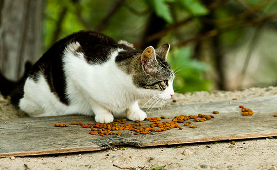 Wie lange erinnern sich Katzen an Menschen?